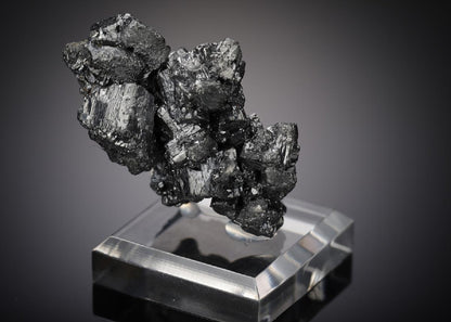 CC7808 specimen image