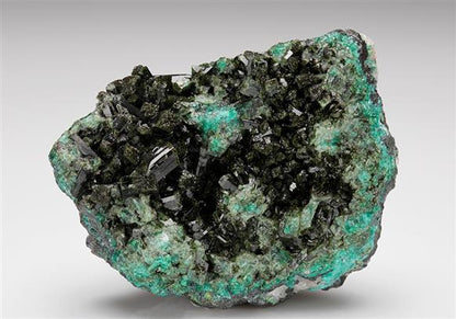 CC7831 specimen image