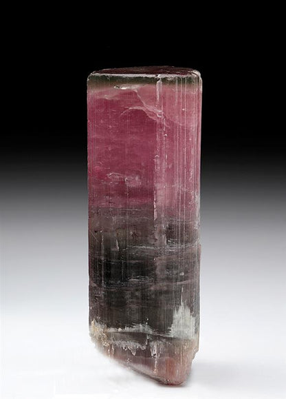 CC7839 specimen image