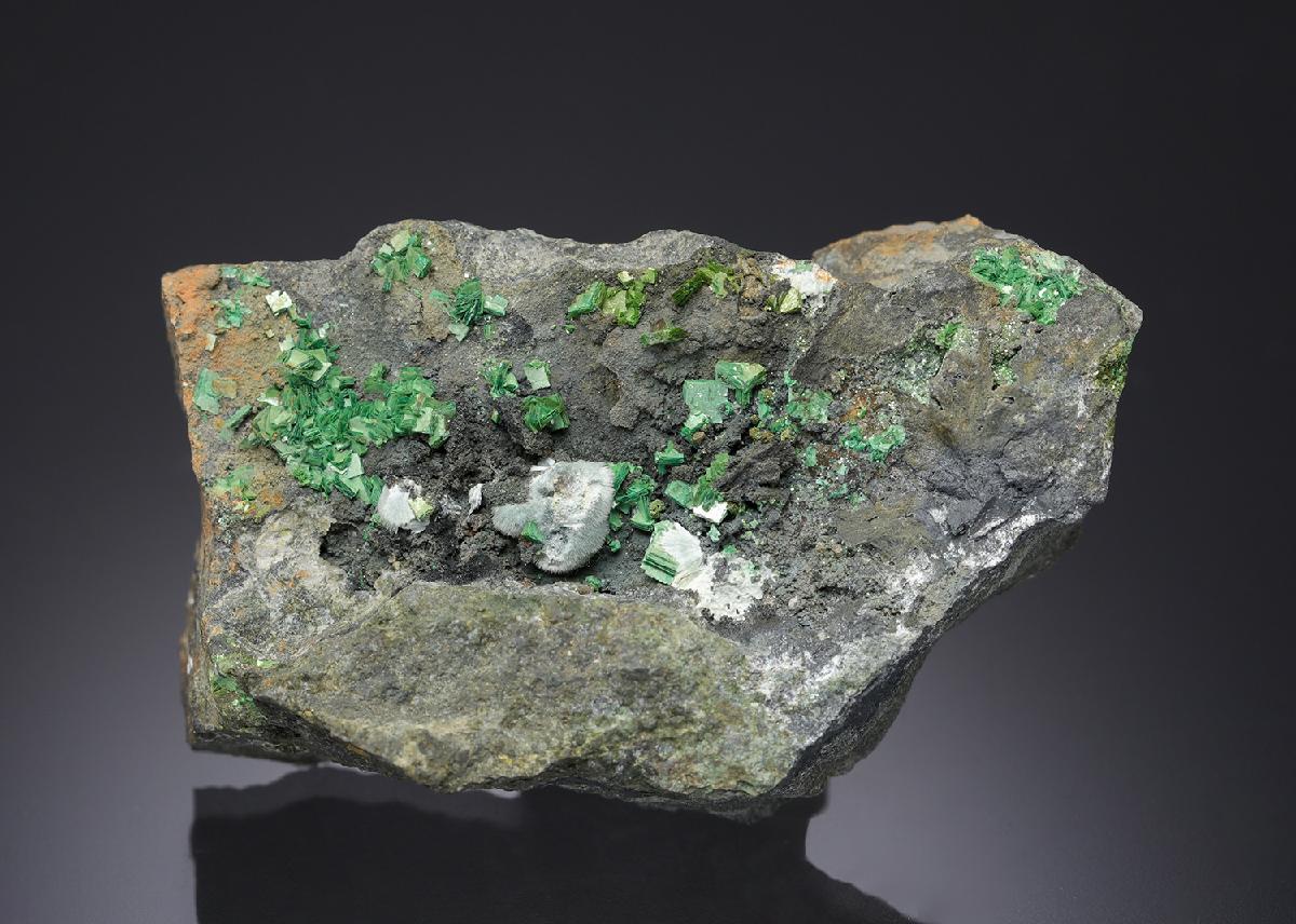 CC7842 specimen image