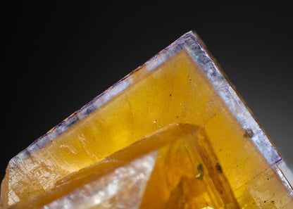 CC7888 specimen image