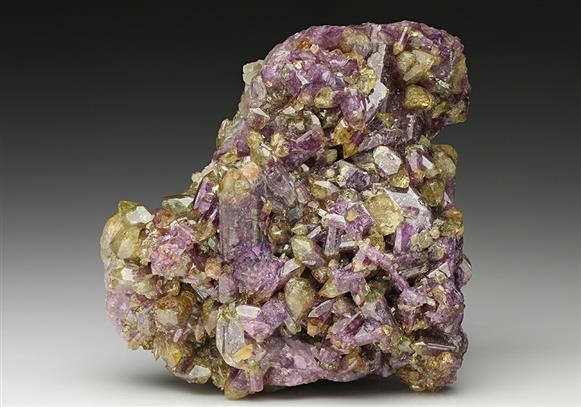 CC7893 specimen image