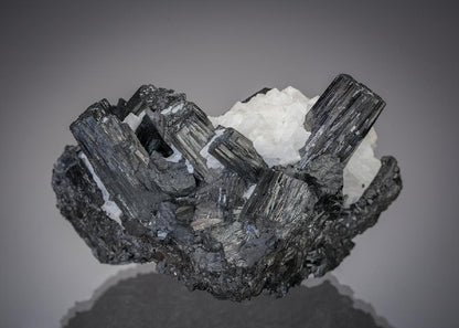 CC7900 specimen image
