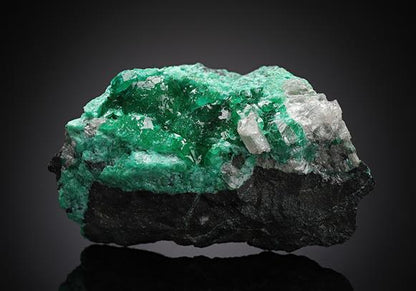 CC8284 specimen image