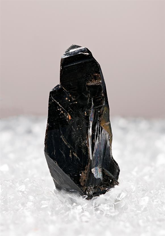 CC8295 specimen image
