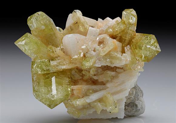 CC8955 specimen image
