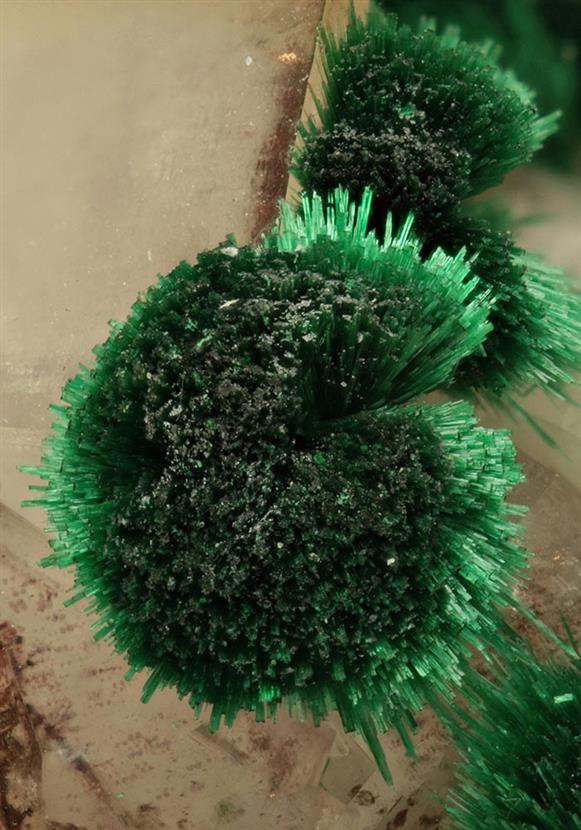 CC9055 specimen image