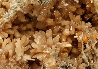 CC9066 specimen image