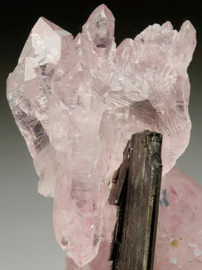 CC9095 specimen image