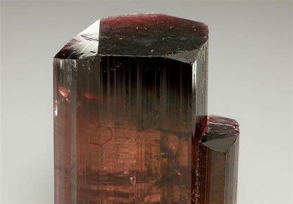 CC9100 specimen image
