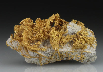 CC9111 specimen image