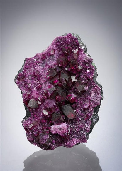 CC9113 specimen image