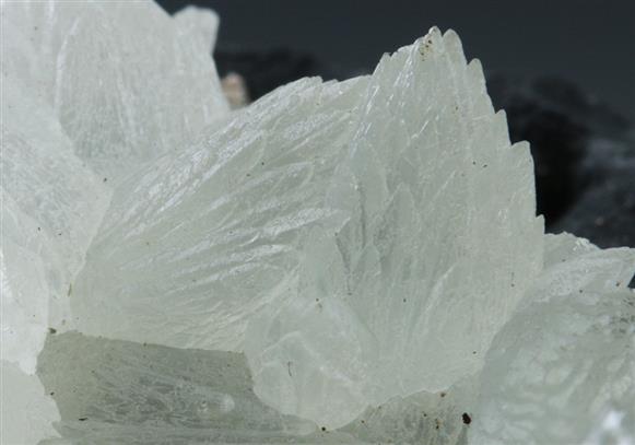 CC9163 specimen image