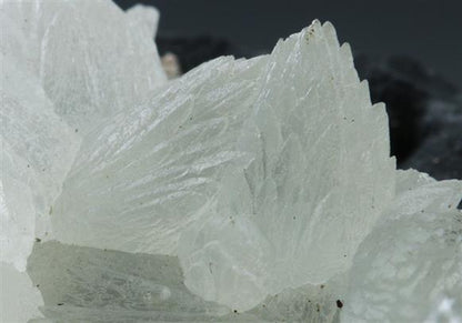 CC9163 specimen image