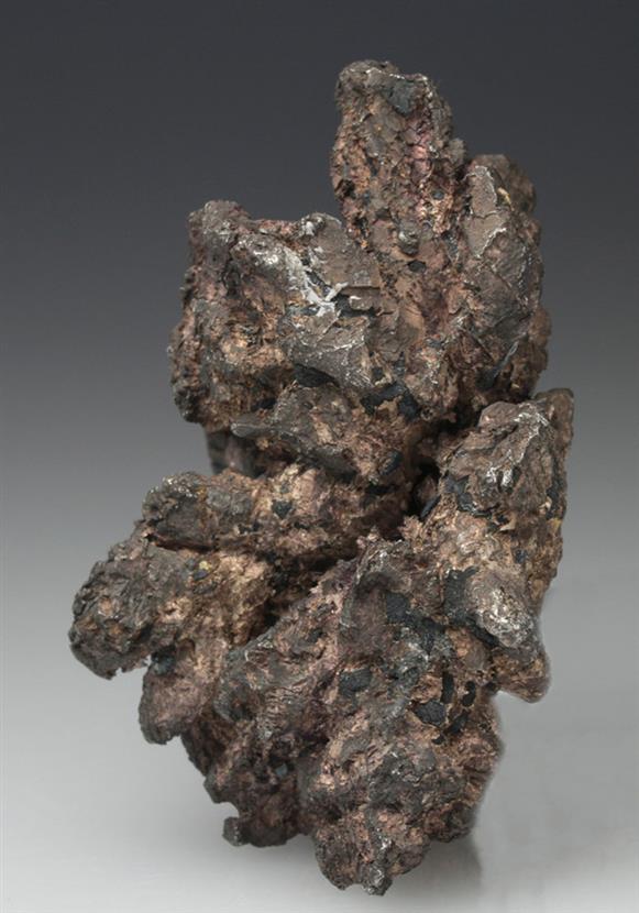 CC9165 specimen image