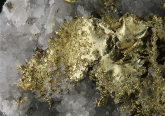 CC9175 specimen image