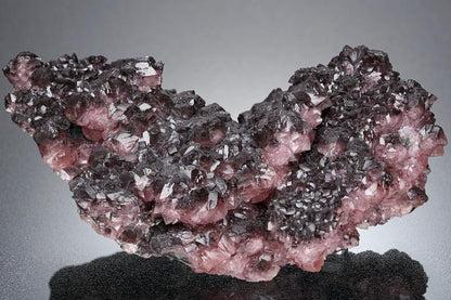 CC9197 specimen image