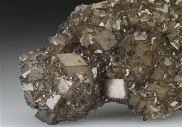 CC9199 specimen image