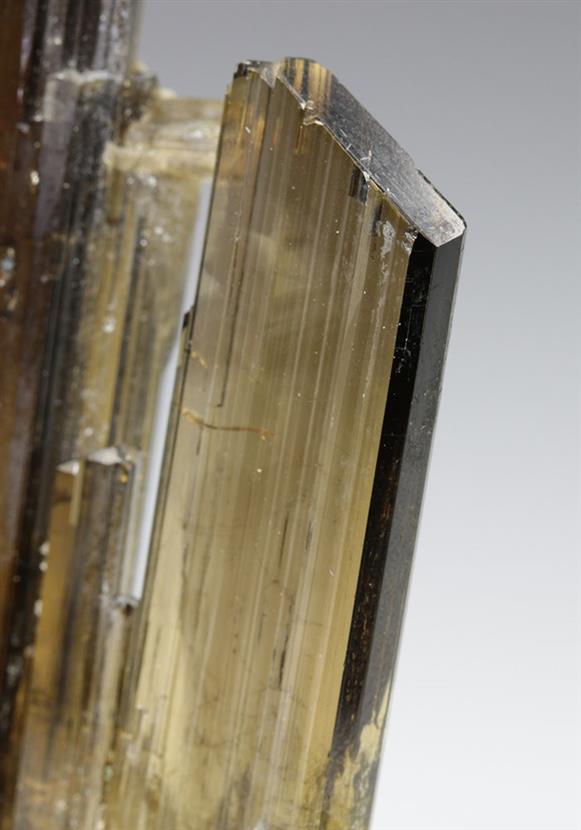 CC9231 specimen image