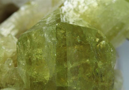 CC9241 specimen image