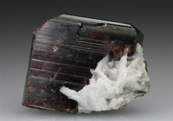 CC9242 specimen image