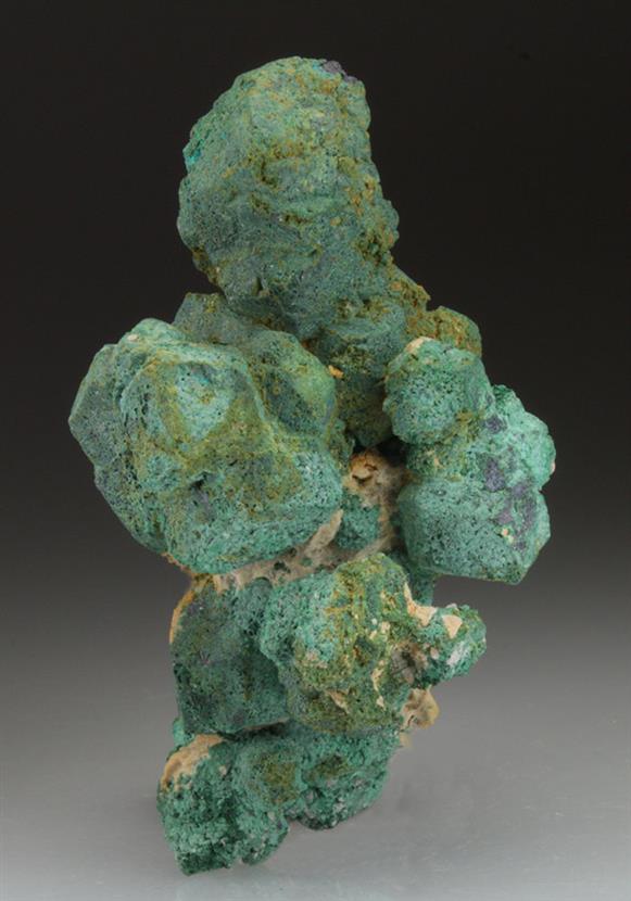 CC9271 specimen image