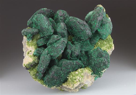 CC9273 specimen image