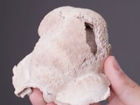 DOLOMITE