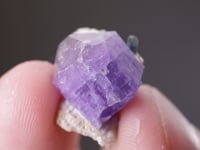 FLUORAPATITE with TOURMALINE