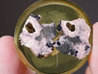 ARGYRODITE, PROUSTITE, ACANTHITE, SILVER and RHODOCHROSITE