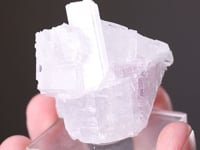 STRONTIOGINORITE   with GYPSUM var. Selenite