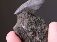 WHEWELLITE with SMYTHITE inclusions