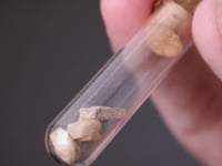 ALBITE var. Andesine   in Phial