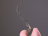 NATIVE SILVER